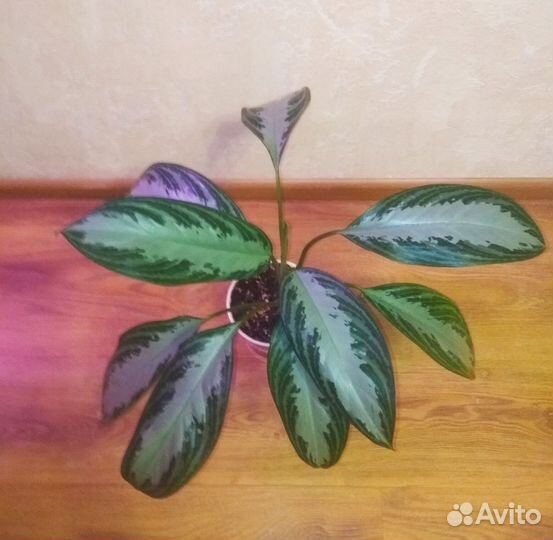 Аглаонема Сильвер Бей