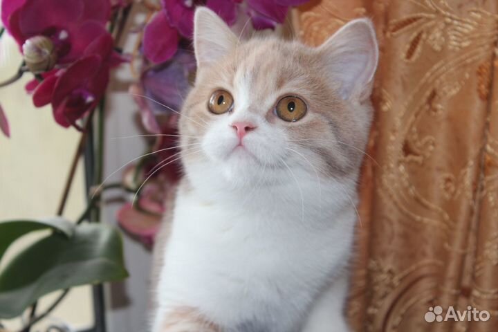 Нежная неженка