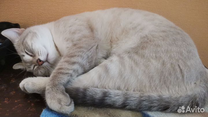 Тайский кот на вязку