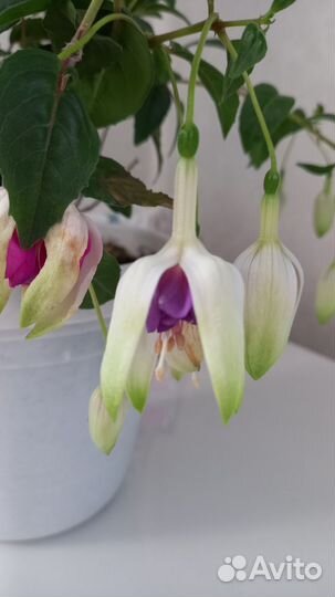 Фуксия сортовая