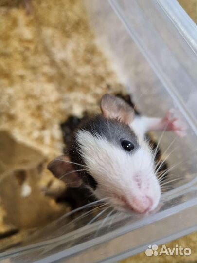 Декоративная крыса дамбо