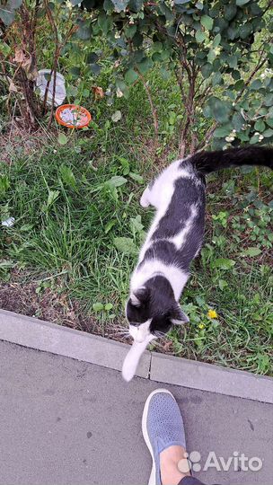 Помогите ласковому котику без имени обрести семью