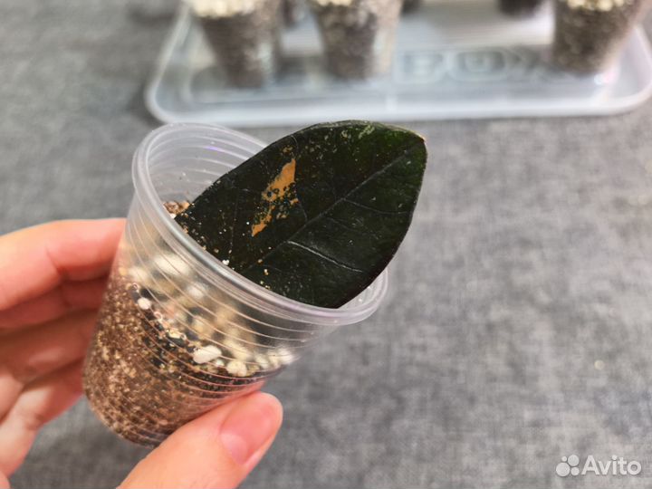 Замиокулькас вариегатный супер набор