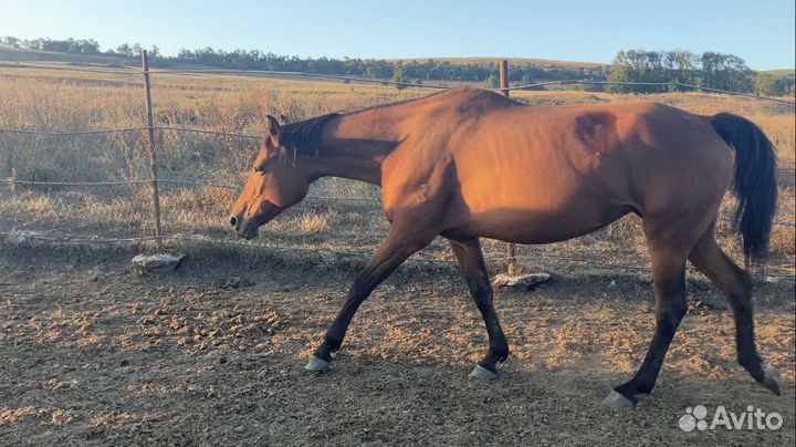 Карачаевская кобыла жеребчик жеребец къ араб