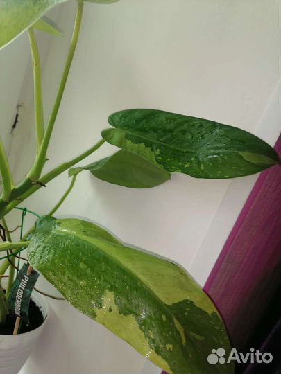 Филодендрон Хосе Буэно(Имбе Вайт Марбл)