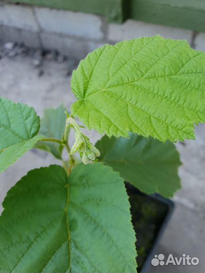 Привитые саженцы фундука