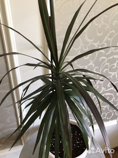 Драцена маргината