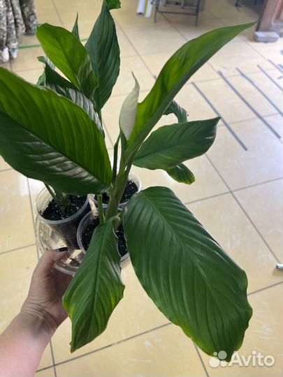 Спатифиллум