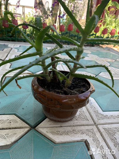 Комнатные растения цветы