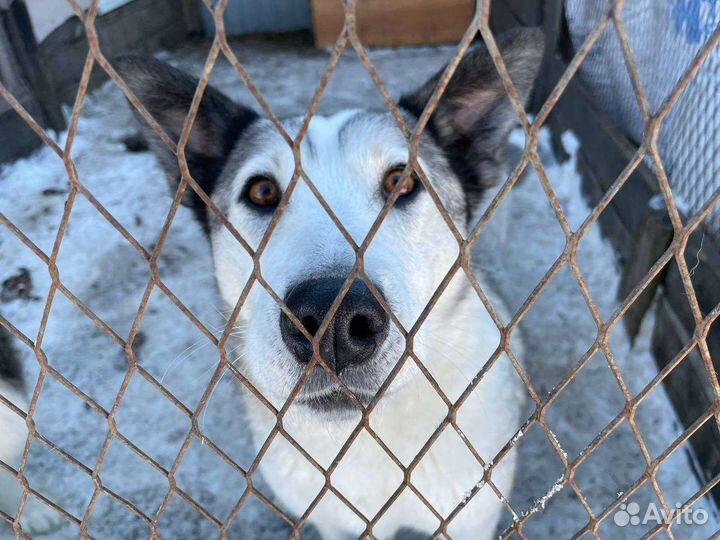 Собака ищет дом