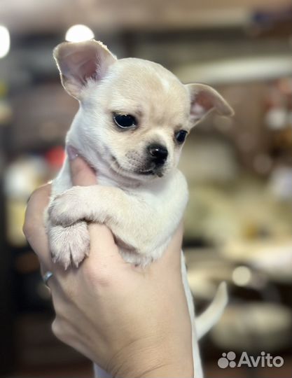 Чихуахуа девочка
