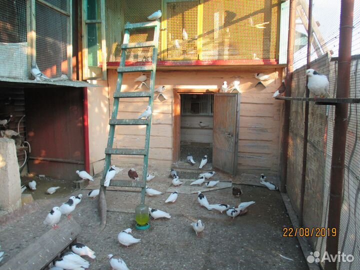 Продам голубей