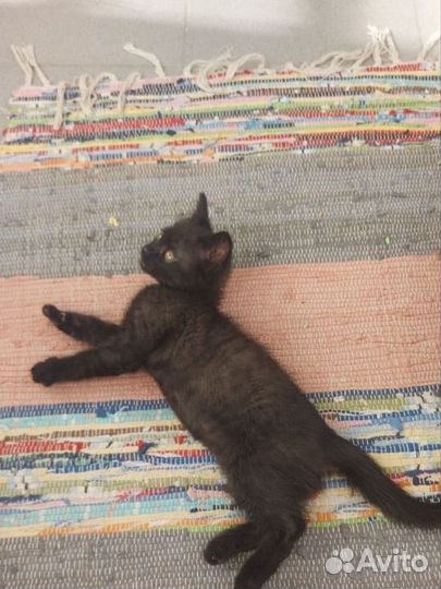 Котенок в добрые руки