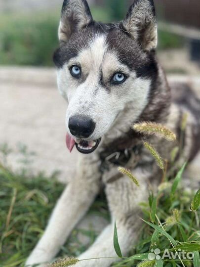Собака в добрые руки щенок хаски