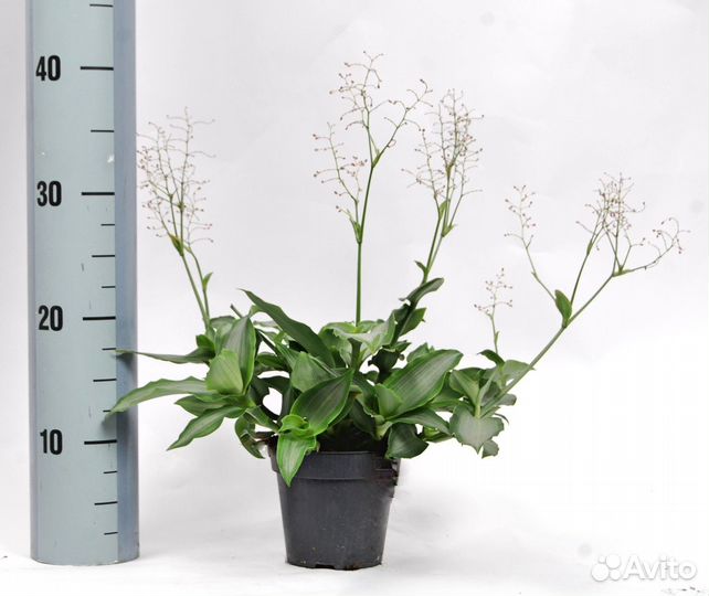 Мурданния.дримиопсис и др