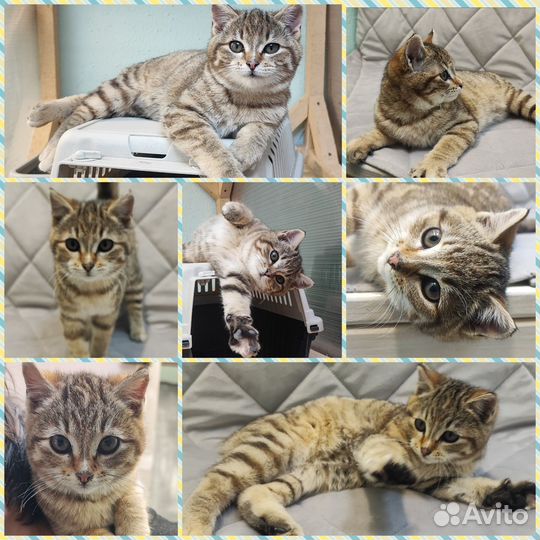 Котенок - девочка 3 месяца