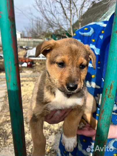 Собака дворняга