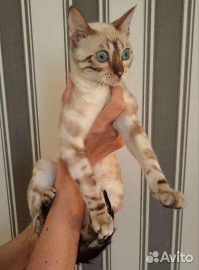 Бенгальские котята