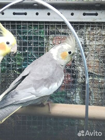Попугай корелла мальчик 3 месяца