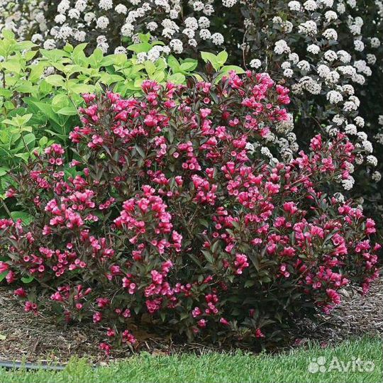 Вейгела саженцы