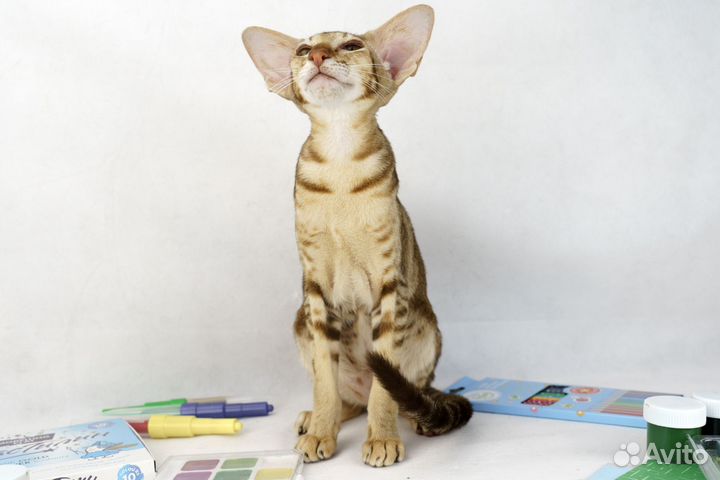 Ориентальные котята