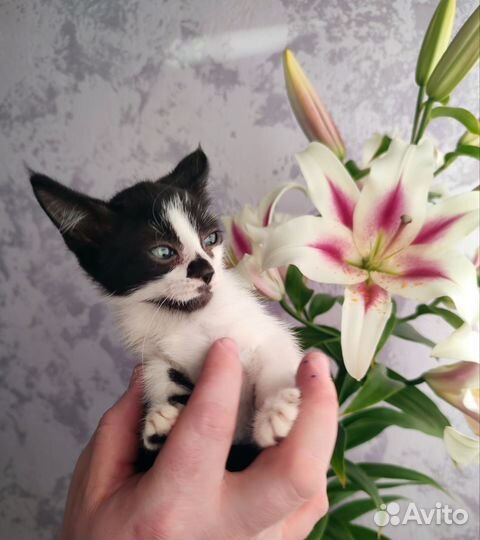 Котенок, девочка, 3 месяца