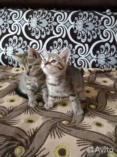 Отдам двух кошечек