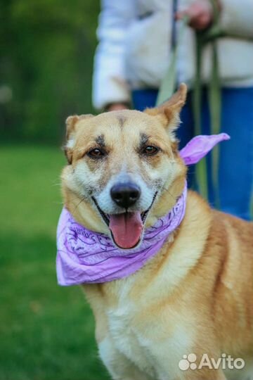 Собачка Шейла ищет дом