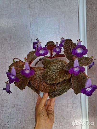 Эукодония Адель