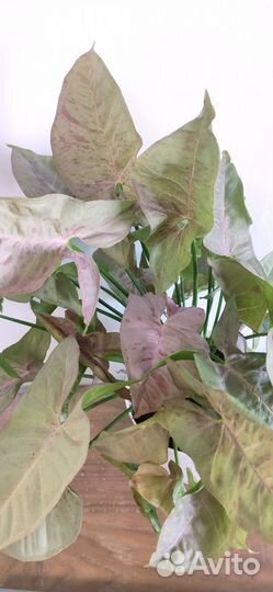 Продаю взрослые растения