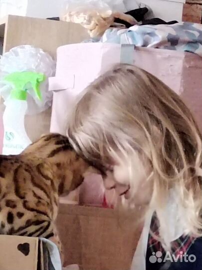 Бенгальская