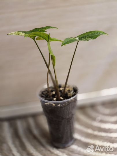 Сингониум разные сорта