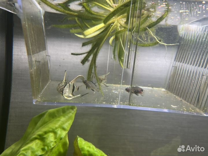 Мальки скалярии