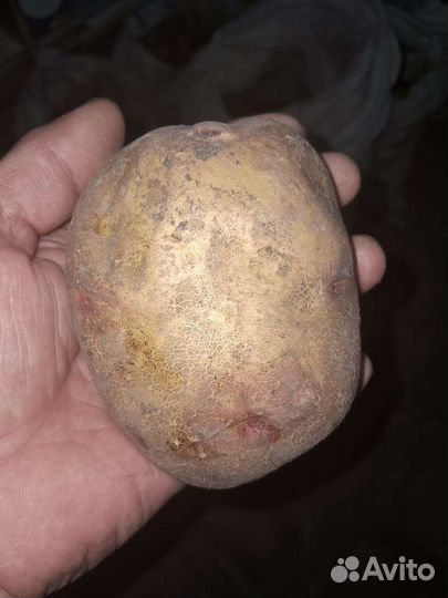 Продам картофель