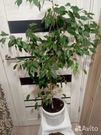 Продам цветы домашние