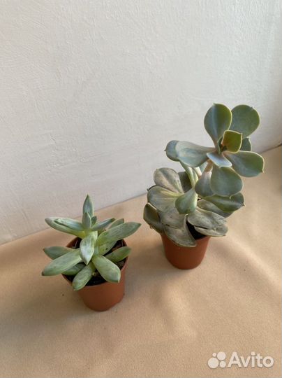 Кактусы, эхеверии, молодило, эуфорбии и опунции