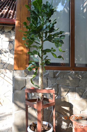 Чудо-кактус