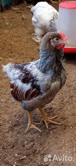 И/я.цыплята