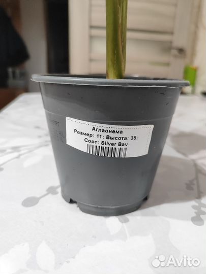 Аглаонема сильвер бей