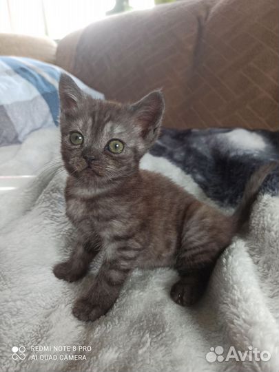 Шотландские прямоухие котята