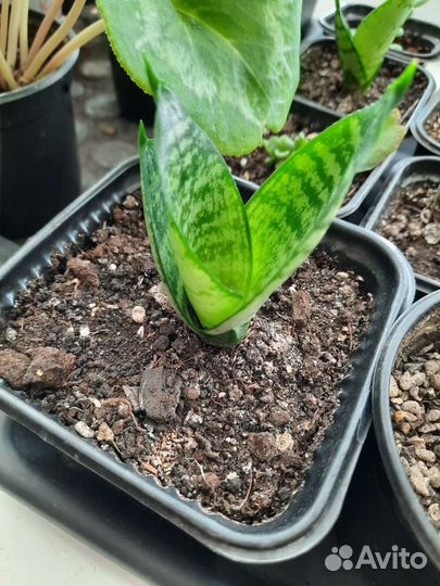 Укорененные детки Сансевиерия Ханни