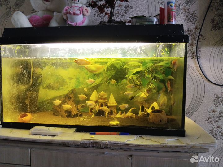 Аквариум