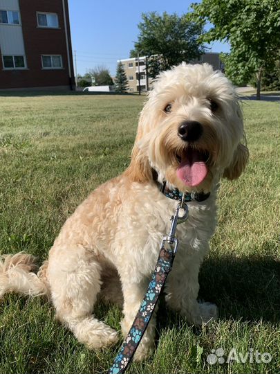 Передержка животных, собак, кошек