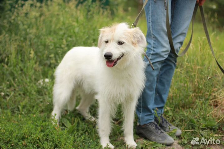 Собака Лола