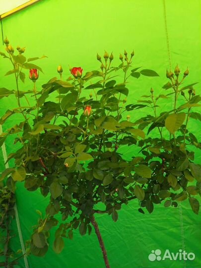 Роза на штамбе