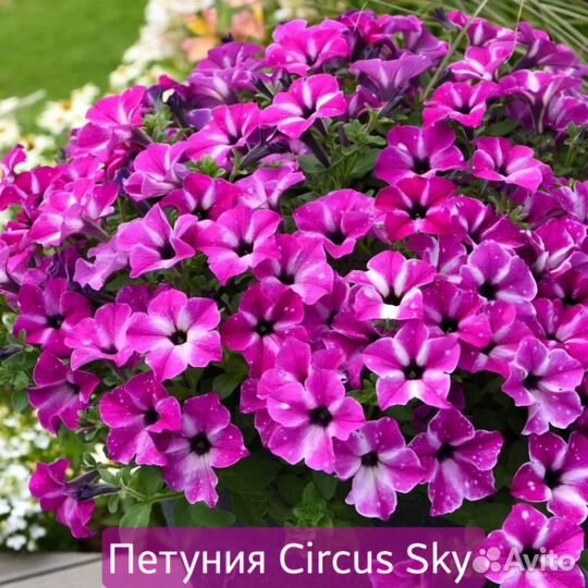 Черенки вегетативной петунии