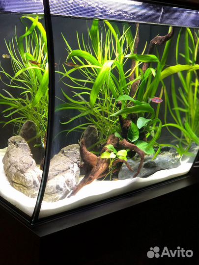 Аквариум