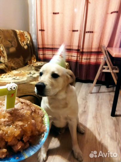 Лабрадор мальчик на вязку