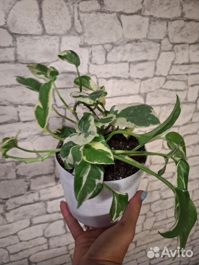 Эпипремнум N'joy