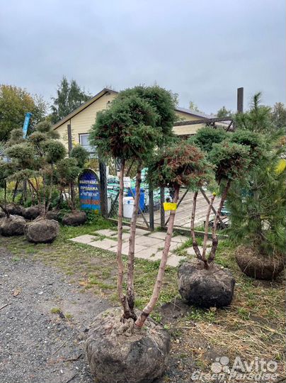 Можжевельник формированный